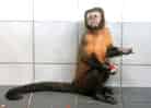 動物図鑑・フサオマキザルの写真 8